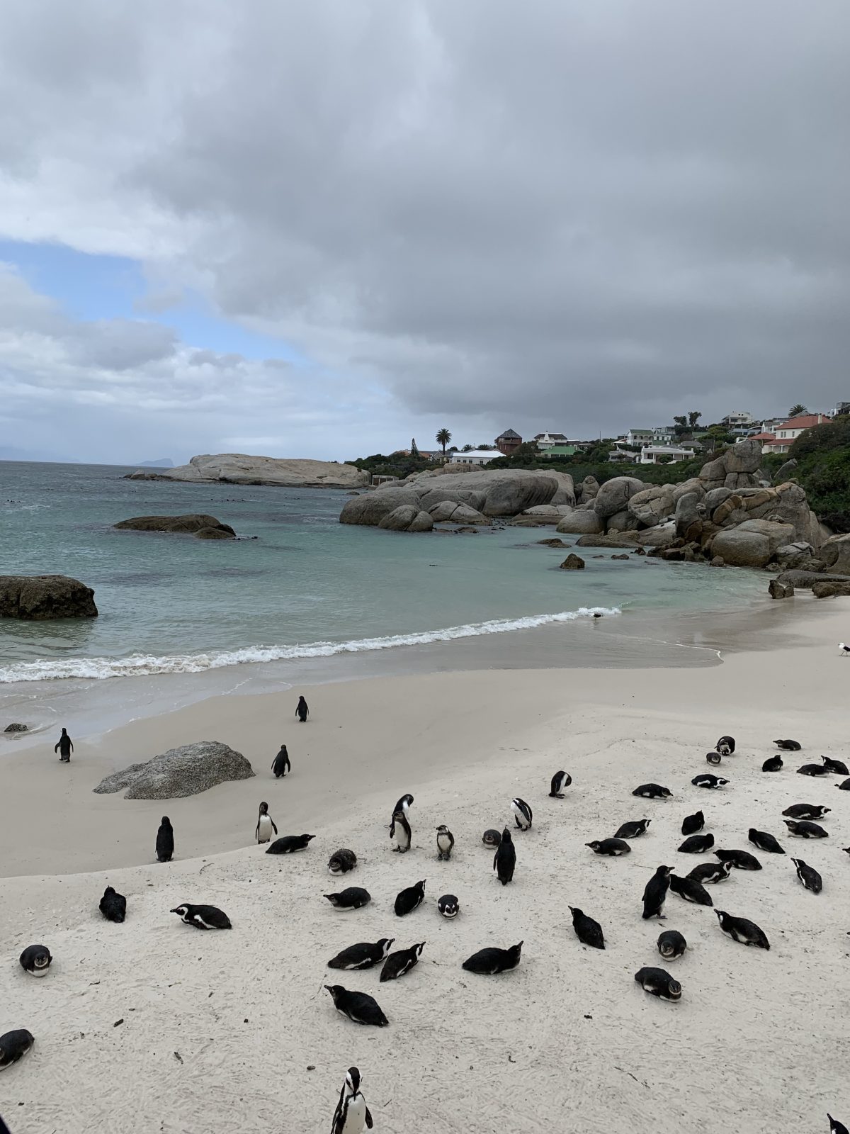Penguins Boulders beach Capetown SOuth Africa