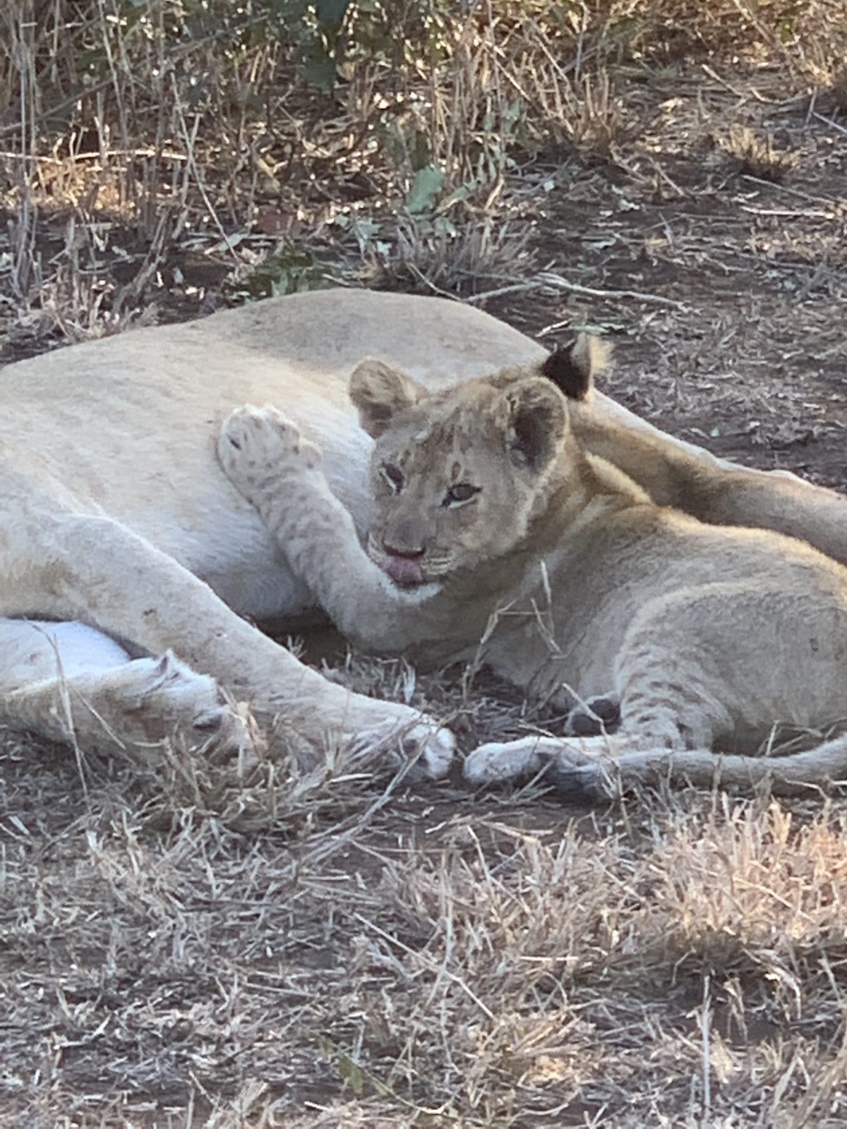 AFRICA LIONS